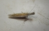 Pleurota (Pleurota) cf. aristella (Linnaeus 1767)