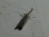 Pleurota (Pleurota) cf. aristella (Linnaeus 1767)