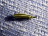 Pleurota (Pleurota) cf. aristella (Linnaeus 1767)