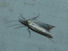 Pleurota (Pleurota) cf. honorella (Hbner 1813)