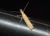 Pleurota (Pleurota) honorella (Hbner 1813)