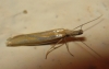 Pleurota (Pleurota) honorella (Hbner 1813)