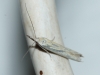 Pleurota (Pleurota) honorella (Hbner 1813)