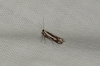 Pseudosophronia exustellus (Zeller 1847)