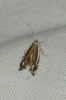 Pseudosophronia exustellus (Zeller 1847)