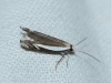 Pseudosophronia exustellus (Zeller, 1847)