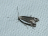 Pseudosophronia exustellus (Zeller, 1847)