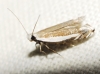 Pseudosophronia exustellus (Zeller 1847)