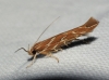 Pyroderces argyrogrammos (Zeller 1847)