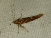 Pyroderces argyrogrammos (Zeller 1847)