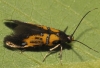 Schiffermuelleria schaefferella (Linnaeus, 1758)