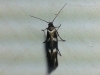 Scythris scopolella ?