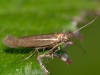Scythris scorpionella