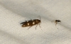 Scythris scopolella ?