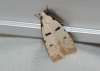 Stibaromacha ratella ?