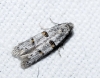 Symmocoides oxybiella (Milliere 1872)