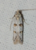 Symmocoides oxybiella (Milliere 1872)