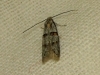Symmocoides oxybiella (Milliere 1872)