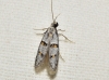 Symmocoides oxybiella (Milliere 1872)