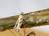aff. Aristotelia sp.