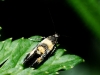 aff. Chrysoesthia sexguttella (Thunberg 1794)