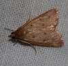 Achyra nudalis (Hbner, 1796)