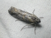 Acrobasis ?