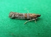 Acrobasis centunculella (Mann, 1859)