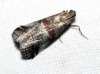 Acrobasis marmorea (Haworth, 1811)