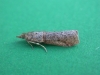 Acrobasis obliqua (Zeller, 1847)
