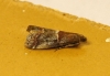 Acrobasis marmorea (Haworth, 1811)