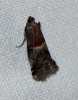 Acrobasis marmorea (Haworth, 1811)