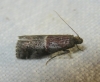 Acrobasis marmorea (Haworth, 1811)