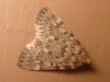 Aglossa pinguinalis (Linnaeus, 1758)