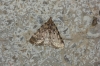Aglossa pinguinalis (Linnaeus, 1758)