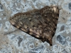 Aglossa pinguinalis (Linnaeus, 1758)