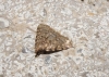 Aglossa pinguinalis (Linnaeus, 1758)