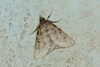 Aglossa pinguinalis (Linnaeus, 1758)
