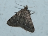 Aglossa pinguinalis (Linnaeus, 1758)