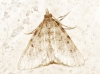 Aglossa pinguinalis (Linnaeus, 1758)