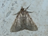 Aglossa sp.