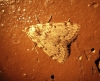 Aglossa pinguinalis (Linnaeus, 1758)