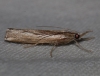 Agriphila geniculea (Haworth, 1811)