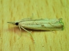 Agriphila geniculea (Haworth, 1811)