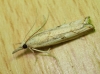 Agriphila geniculea (Haworth, 1811)