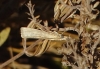 Agriphila straminella (Denis & Schiffermller, 1775)