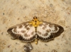 Anania hortulata (Linnaeus, 1758)