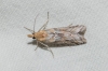 Ancylosis cinnamomella (Duponchel, 1836)