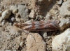 Ancylosis cinnamomella (Duponchel, 1836)