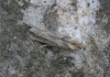 Ancylosis cinnamomella (Duponchel, 1836)